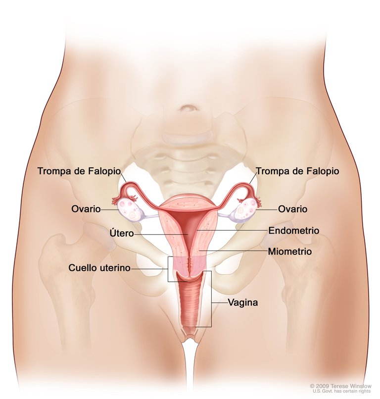 reproductivesystem_female-spanish-enlarge.__v400476534.jpg