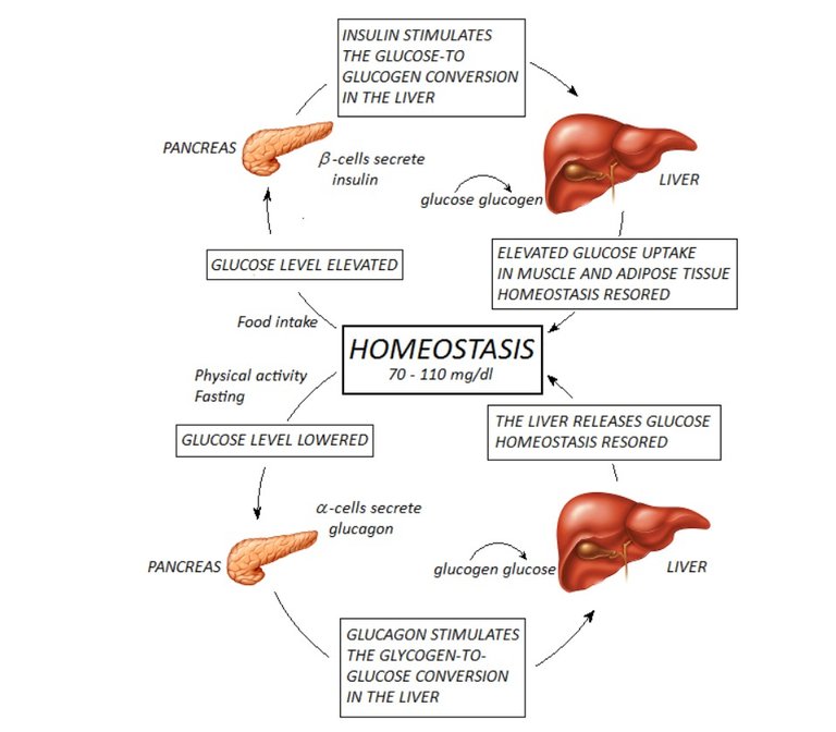 glucagon.jpg