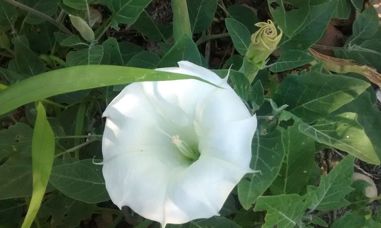 datura3.jpg