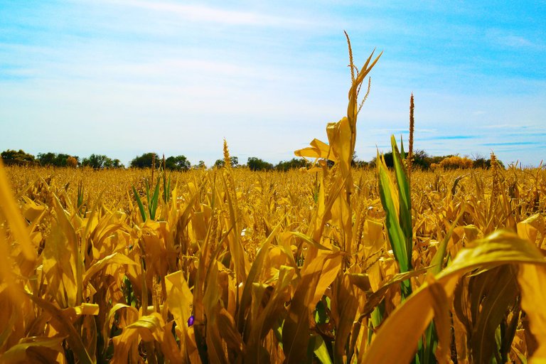 Corn Maze - Posted 50.jpg