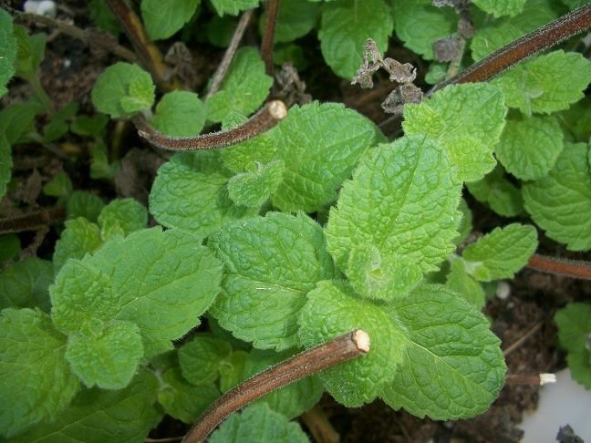 Mint_Leaves_in_Container_Garden.JPG