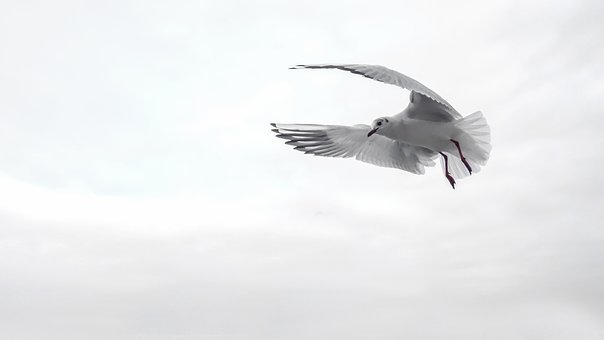 gull-1635683__340.jpg