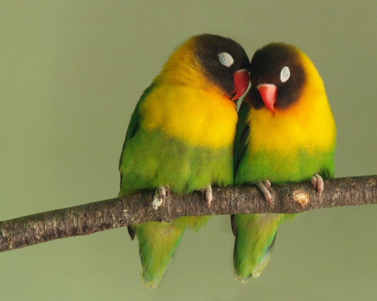 lovebirds_20080714-lovebirds.jpg