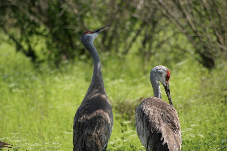 two cranes.jpg