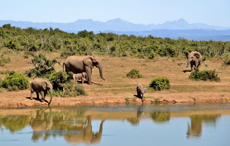 elephant-herd-of-elephants-animals-african-bush-elephant-52717.jpeg