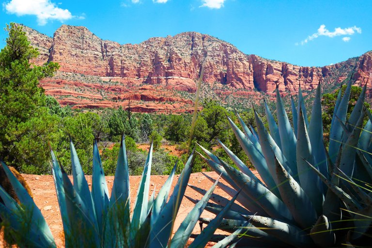 Sedona-15--Cactus - Post.jpg