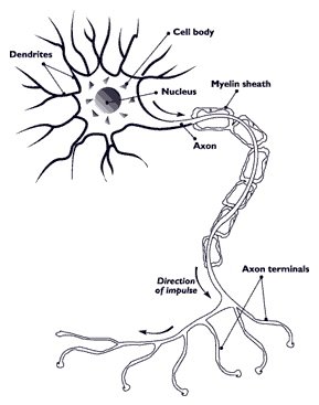 Nerve.nida.jpg