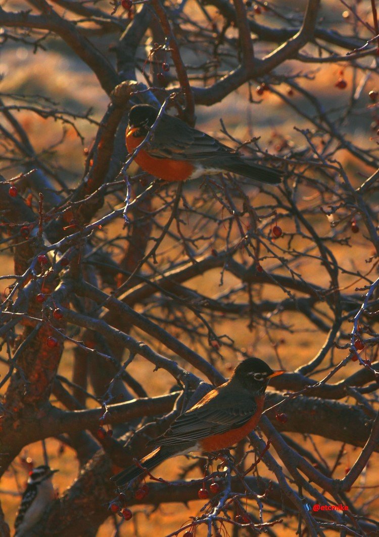 american robin PFW17sat-03.JPG