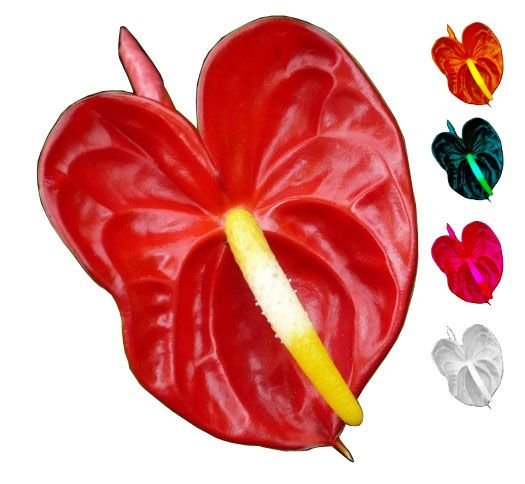 1. Anthurium Bunga copy.jpg