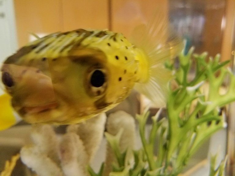 blowfishBlurry.jpg