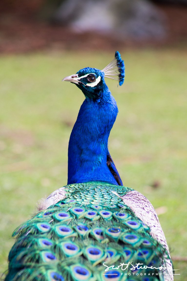 peacock-4.jpg