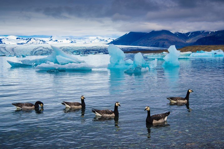 iceland jokulsarlon geese.jpg