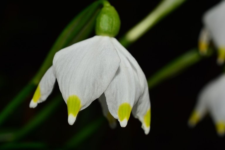 snowdrop1.jpg