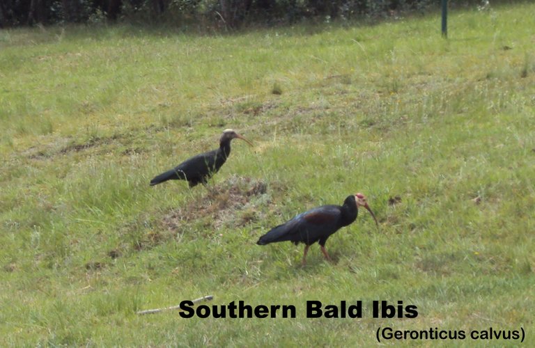 Bald Ibis.jpg