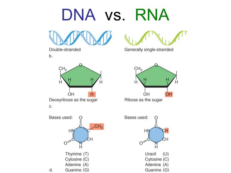 DNA vs RNA.jpg