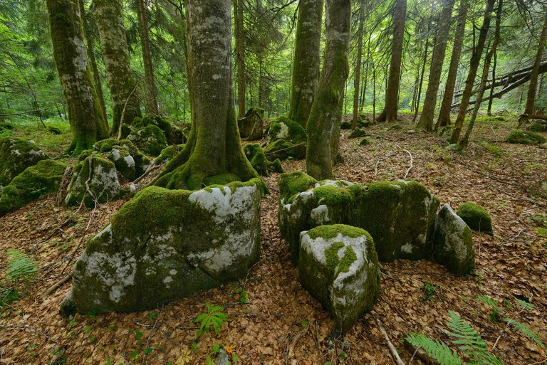 mossy trees.jpg