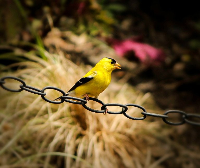 american-goldfinch-170602_1280.jpg