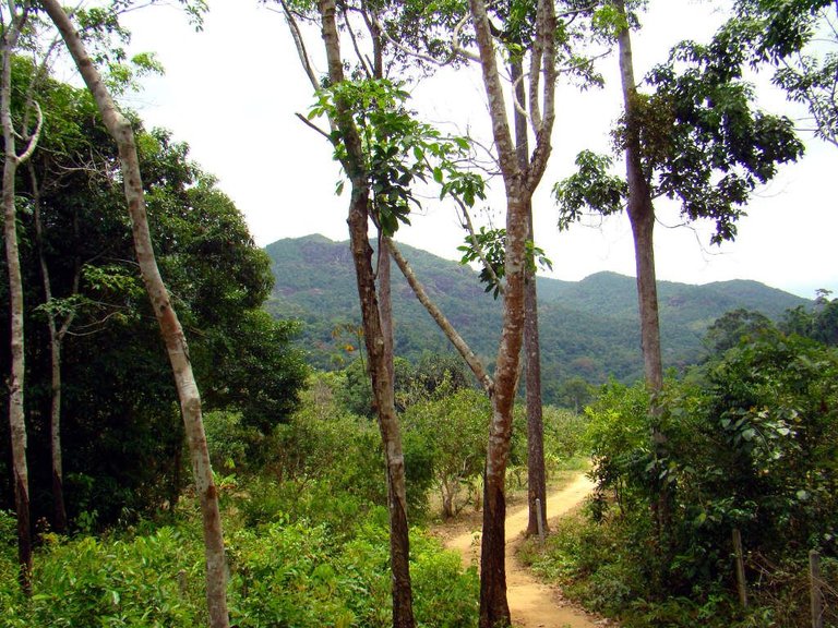 koh-chang-jungle-trail.jpg