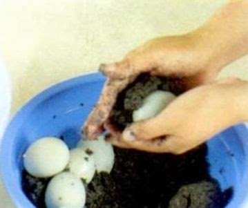 telur asin 4.jpg