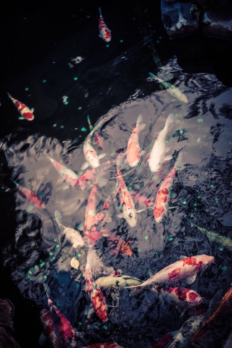 koi fish.jpg