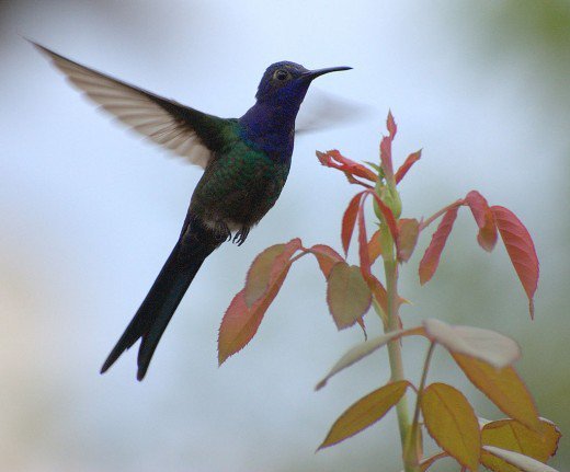 Swallow-Tailed Hummingbird.jpg