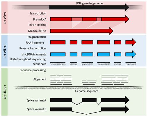 762px-Summary_of_RNA-Seq.svg small.png