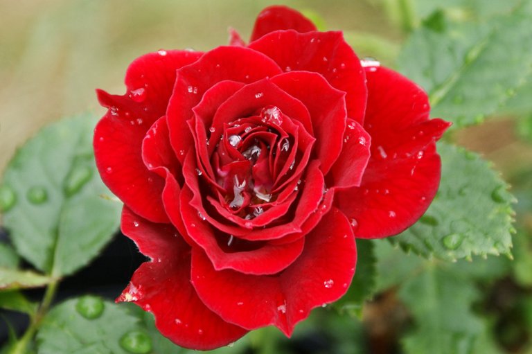 single-red-rose-wallpaper.jpg