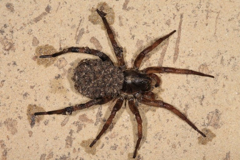 Wolf_Spider.JPG