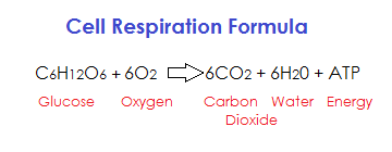 aerobic respiration formula.png