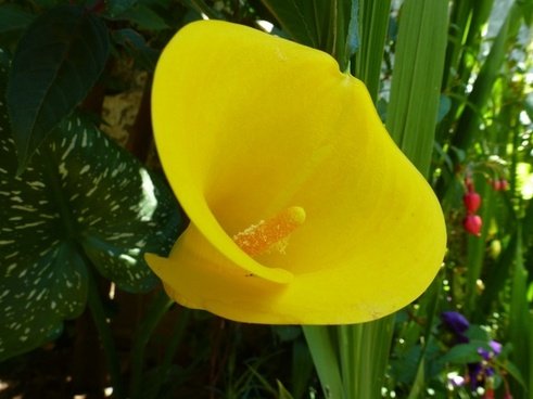 flower_yellow_nature_220444.jpg