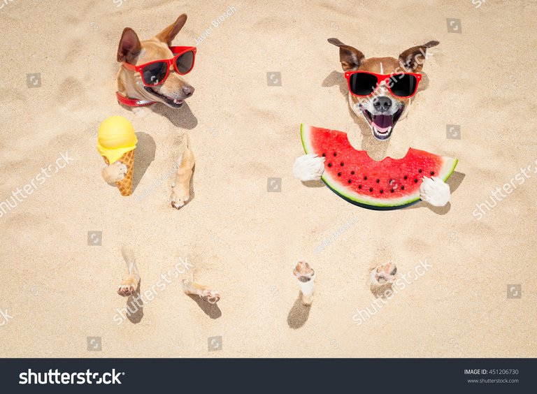 stock-photo-funny-couple-of-dogs-buried-in-the-sand-at-the-beach-on-summer-vacation-holidays-wearing-red-451206730.jpg