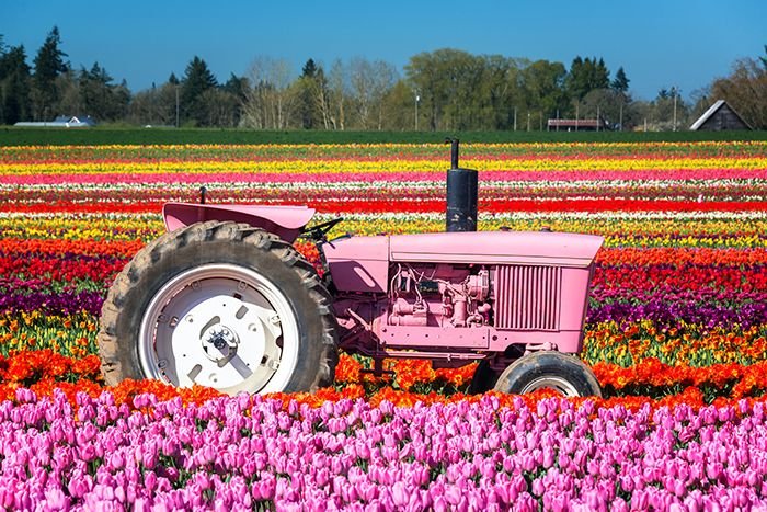 oregon_woodburn_pink_tractor_reduced1.jpg