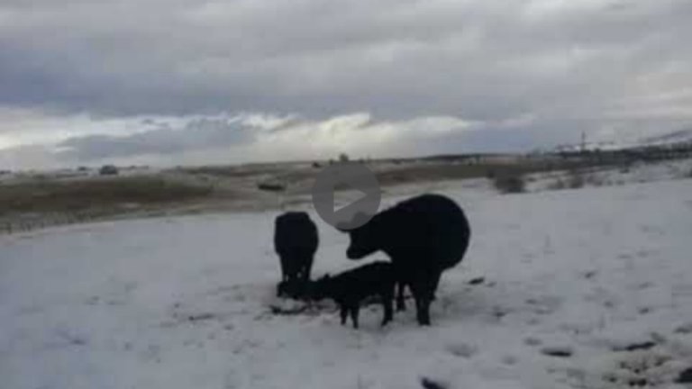 Calf Watch At Sacred Acres   Blessed Again  — Steemit.jpg