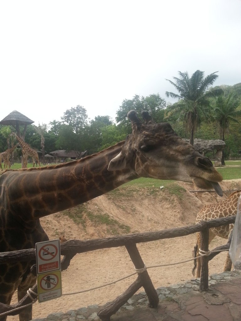 Khao Kheow Open Zoo14.jpg