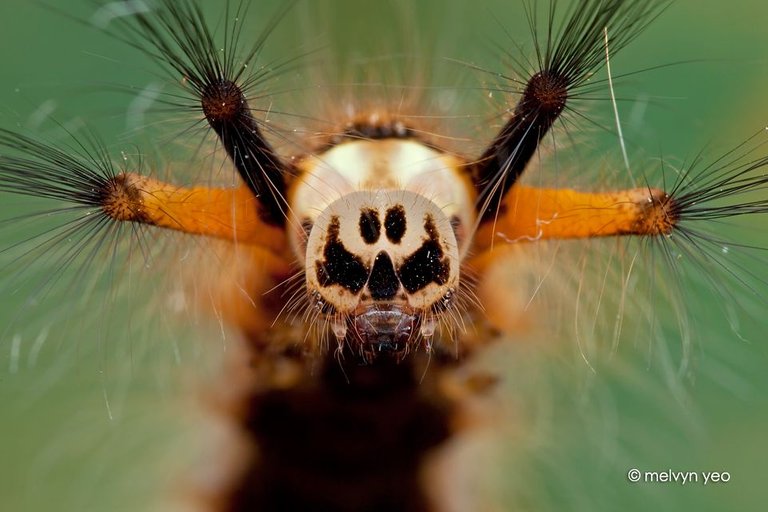 skull_faced_caterpillar_by_melvynyeo-d786ifx.jpg