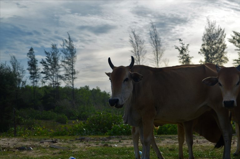 lembu di sabang.jpg