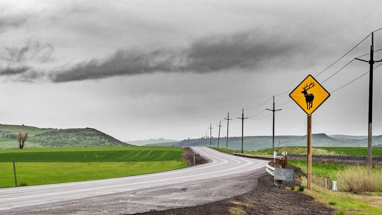 060517_0726_DSC_0133_Deer Crossing Sign, Road Trip.jpg