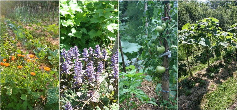 Polycultures.jpg