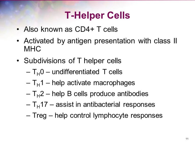 T-Helper+Cells+Also+known+as+CD4++T+cells.jpg