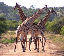 220px-South_African_Giraffes,_fighting.jpg