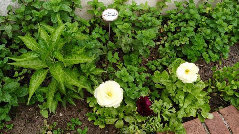 Herbs Mint Chilli Ranunculus.jpg