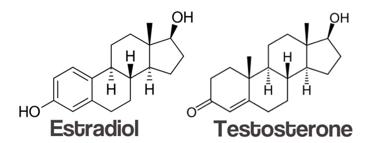 testradiol.jpg