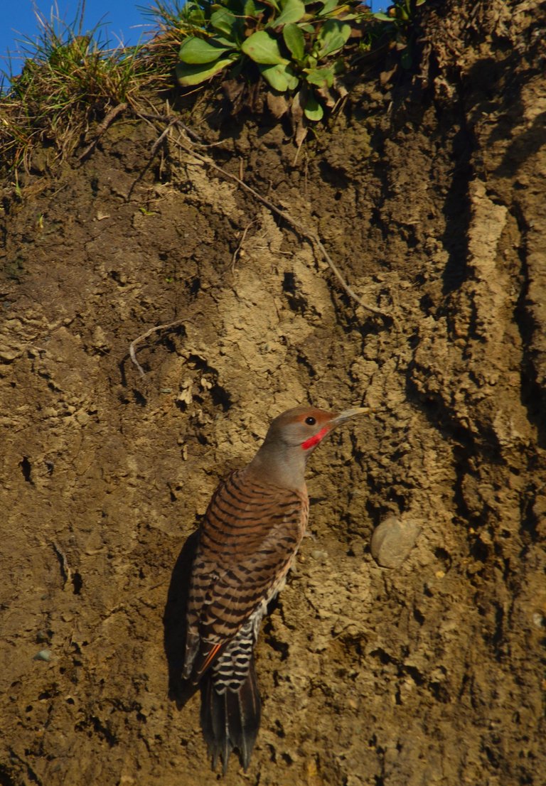 Norther Flicker3.jpg