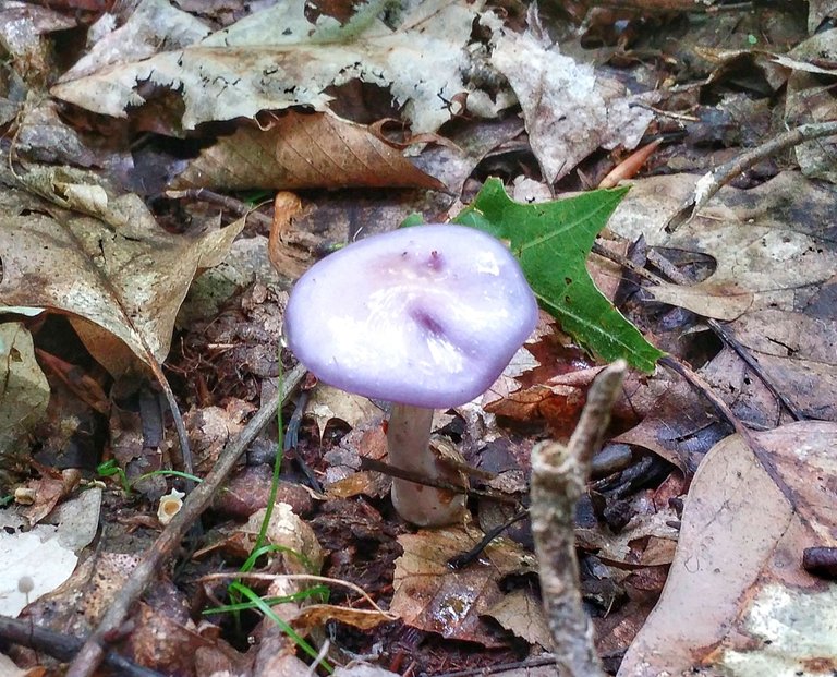 indigo mushroom.jpeg