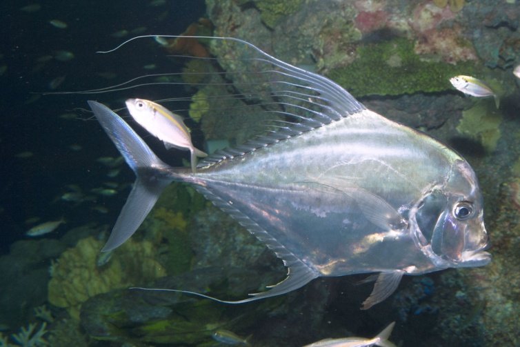 threadfin-trevally.jpg