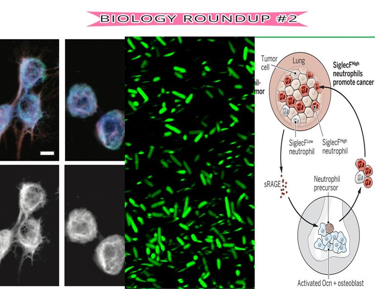 Biology roundup 2.jpg