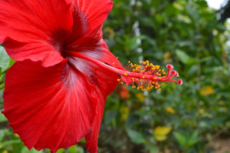 DSC_0829_edit_hibiscus.jpg