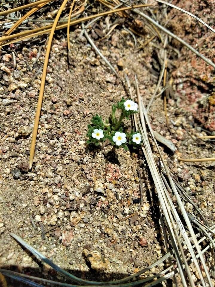 white flower (2).jpg