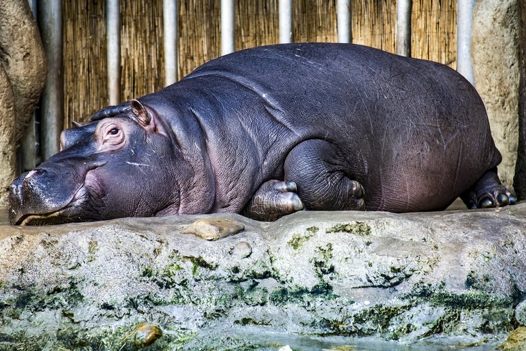 hippopotamus-2466050_1920.jpg