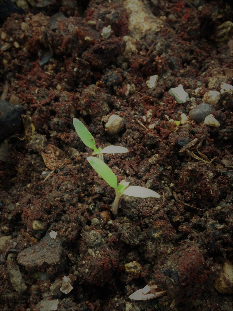 veggies & herb - tomato.JPG